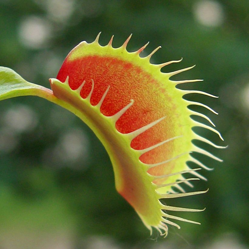 Venusfliegenfalle (Samen) - Dionaea muscipula (Foliage)