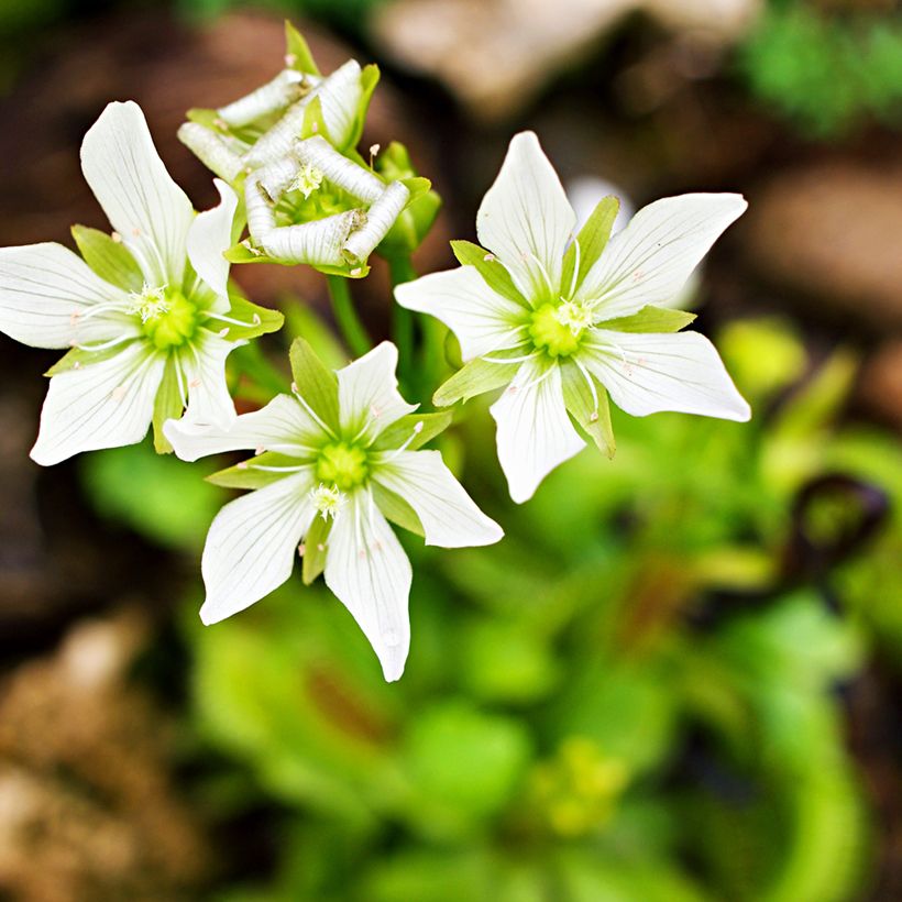 Venusfliegenfalle (Samen) - Dionaea muscipula (Flowering)