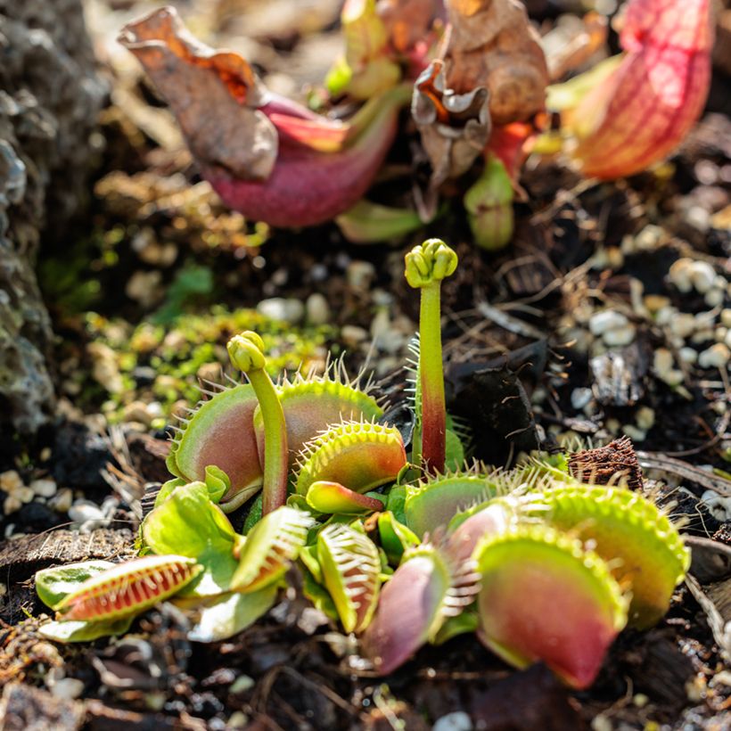 Venusfliegenfalle (Samen) - Dionaea muscipula (Plant habit)