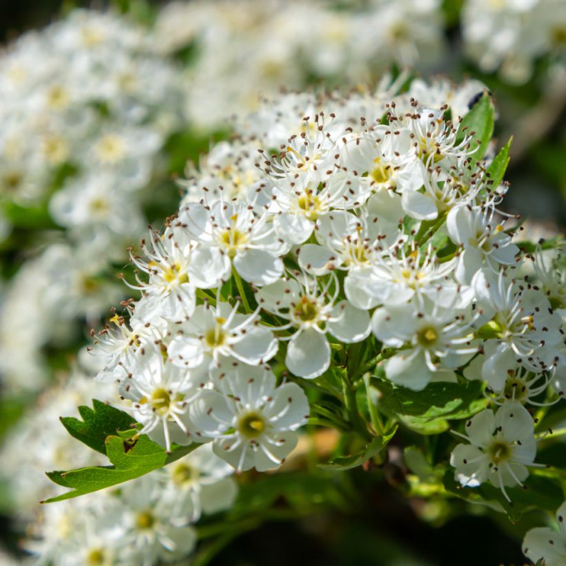 Crataegus monogyna  (Samen)  - Eingriffliger Weißdorn (Flowering)