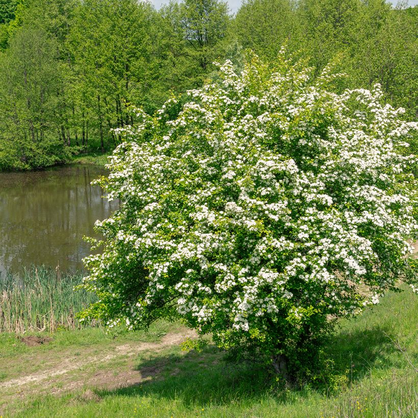 Crataegus monogyna  (Samen)  - Eingriffliger Weißdorn (Plant habit)