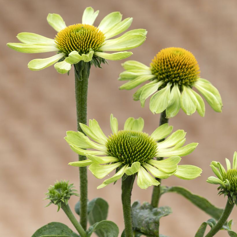 Echinacea purpurea Alan's Pride (Samen) - Sonnenhut (Flowering)