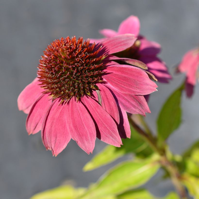 Echinacea purpurea Pow Wow Wild Berry (Samen) - Sonnenhut (Flowering)