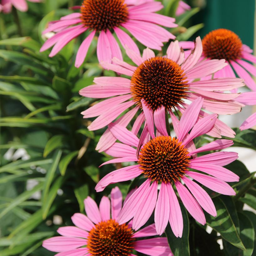 Echinacea purpurea Magnus (Samen) - Sonnenhut (Flowering)