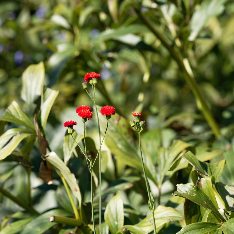 Emilia coccinea Scarlet Magic (Samen) (Foliage)