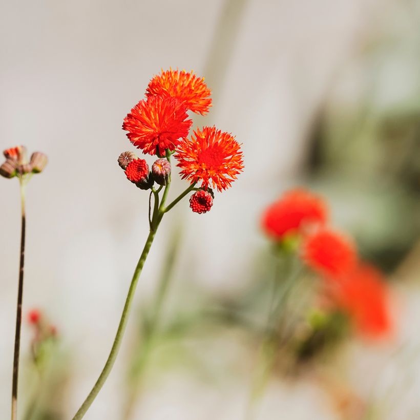 Emilia coccinea Scarlet Magic (Samen) (Flowering)