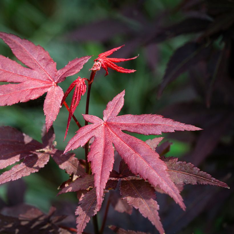 Fächerahorn Atropurpureum (Samen) - Acer palmatum (Foliage)