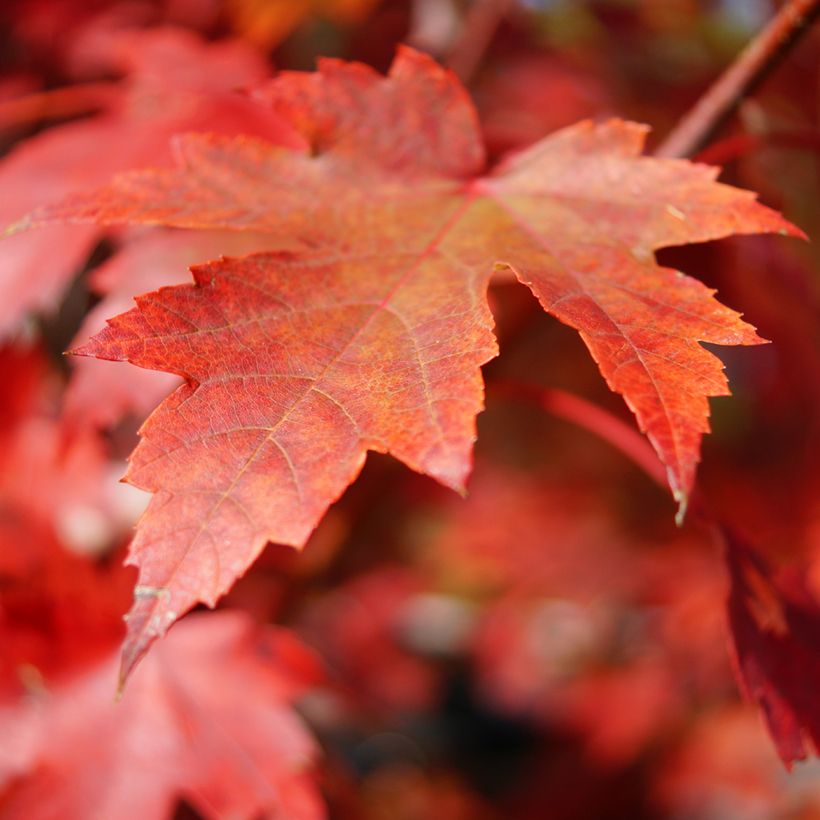 Rot-Ahorn (Samen) - Acer rubrum (Foliage)
