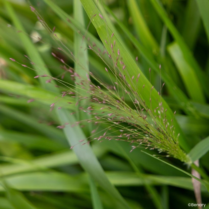 Eragrostis spectabilis Snuggy (Samen) - Purpur-Liebesgras (Blüte)