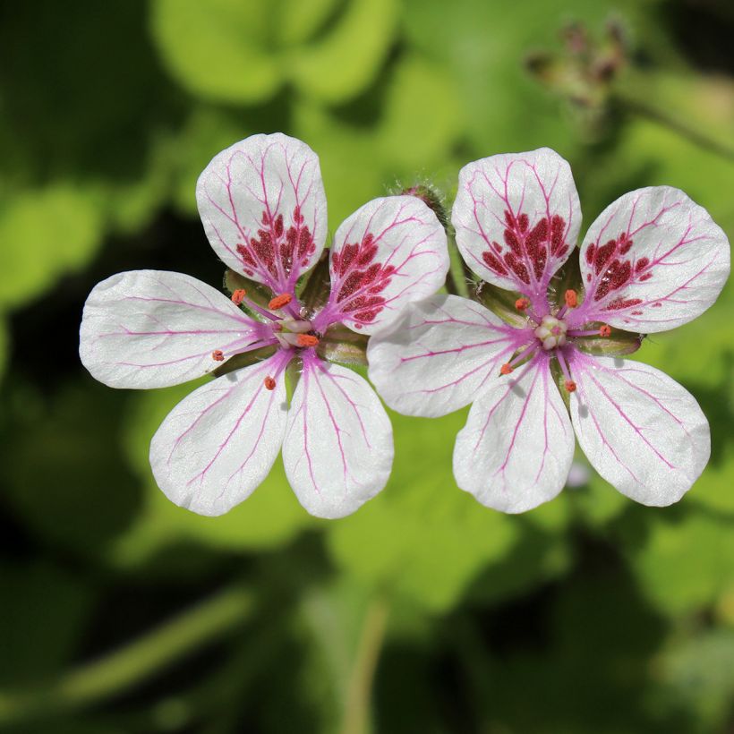 Erodium pelargoniiflorum Sweetheart (Samen) - Reiherschnabel (Flowering)
