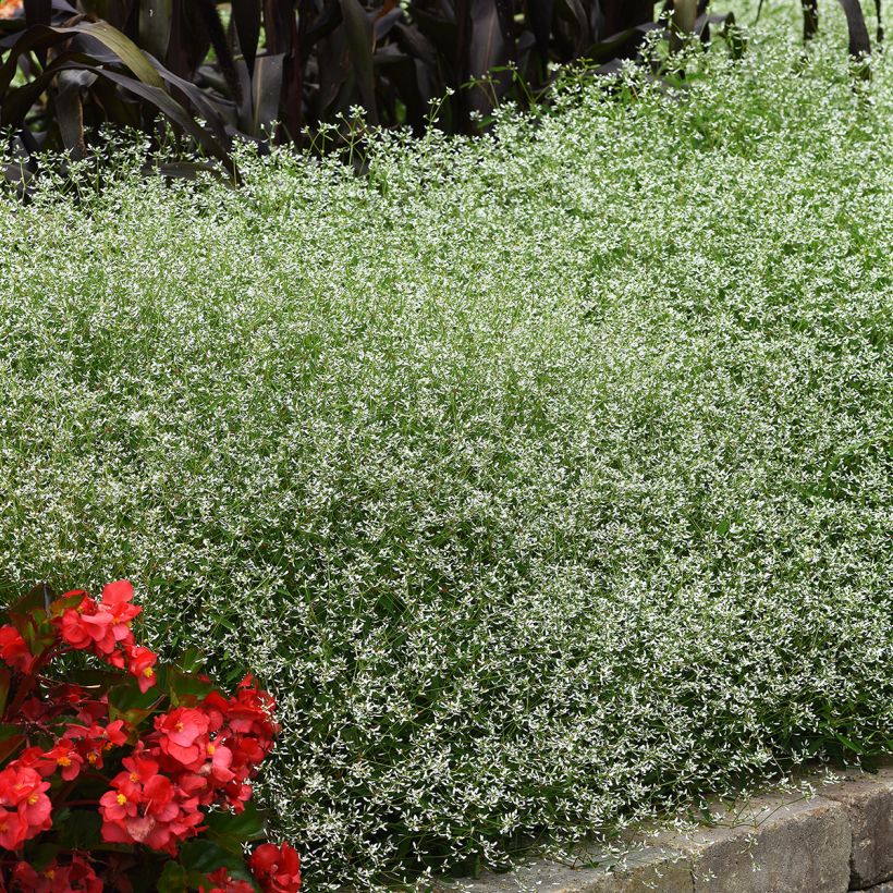 Zauberschnee Glamour (Samen) - Euphorbia graminea (Plant habit)