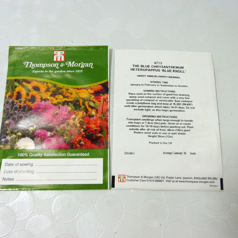 Example of Heteropappus meyendorffii Blue Knoll (Samen) per pack of 50 seeds as you get