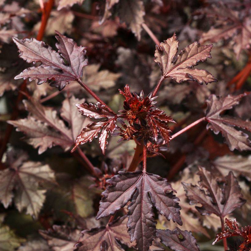 Hibiskus Mahogany Splendor (Samen) - Hibiscus acetosella (Foliage)