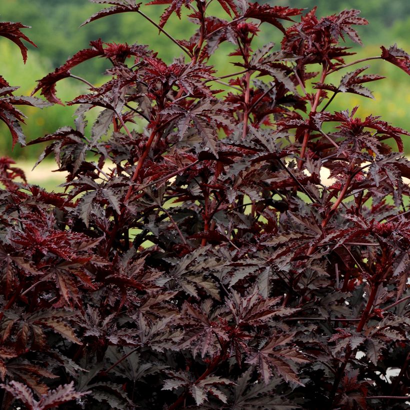 Hibiskus Mahogany Splendor (Samen) - Hibiscus acetosella (Plant habit)