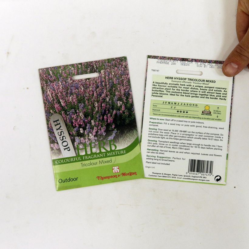 Example of Ysop Tricolour Mixed - Hyssopus officinalis per pack of 200 seeds as you get