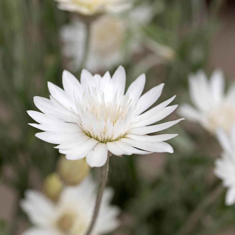 Strohblume (Samen) - Xeranthemum Superbissimum Album (Flowering)