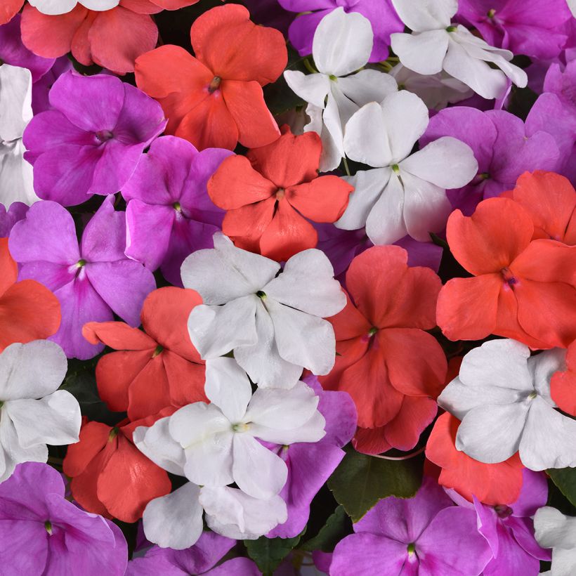 Fleißige Lieschen Beacon F1 Pearl Island Mix - Impatiens walleriana (Flowering)