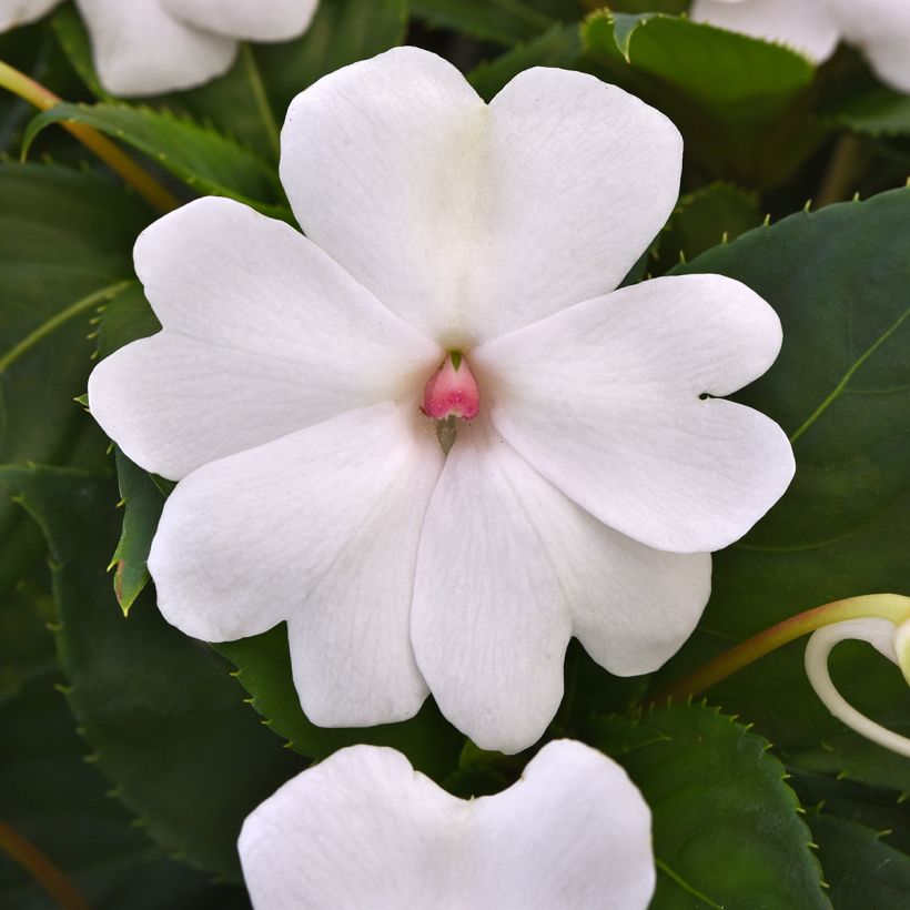 Fleißige Lieschen Solarscape White Pearl (Samen) - Impatiens (Flowering)