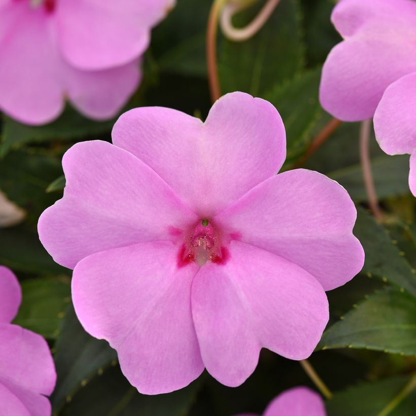 Fleißige Lieschen Solarscape XL Lilac Spark (Samen) - Impatiens (Flowering)