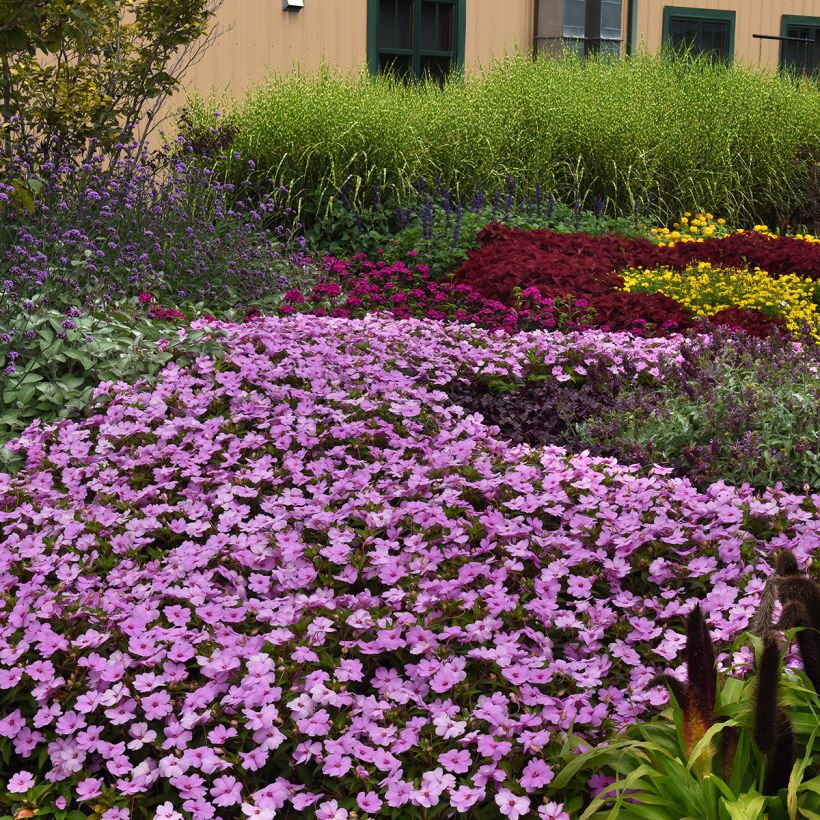 Fleißige Lieschen Solarscape XL Lilac Spark (Samen) - Impatiens (Plant habit)