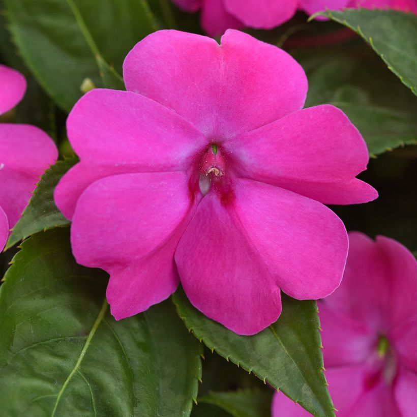 Fleißige Lieschen Solarscape XL Pink Jewel (Samen) - Impatiens (Flowering)