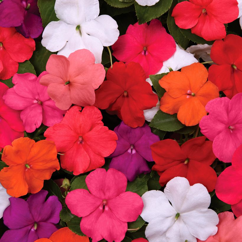 Fleißige Lieschen Beacon Mix (Samen) - Impatiens walleriana (Flowering)