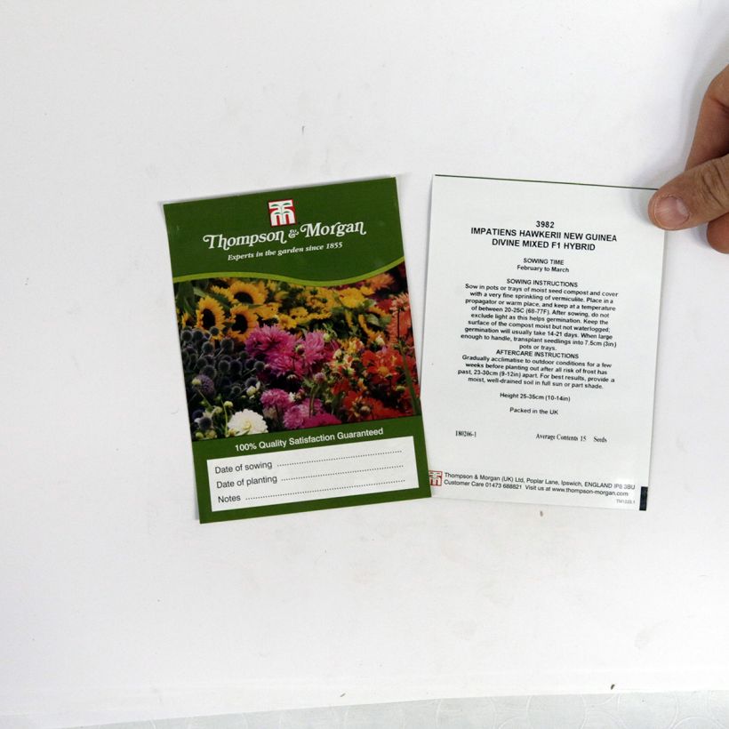 Example of Fleißige Lieschen Divine Mixed (Samen) - Impatiens per pack of 15 seeds as you get