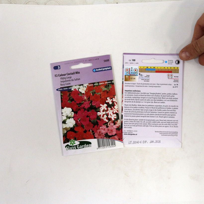 Example of Fleißige Lieschen F2 Colour Cocktail (Samen) - Impatiens walleriana per pack of 100 seeds (0,07g) as you get