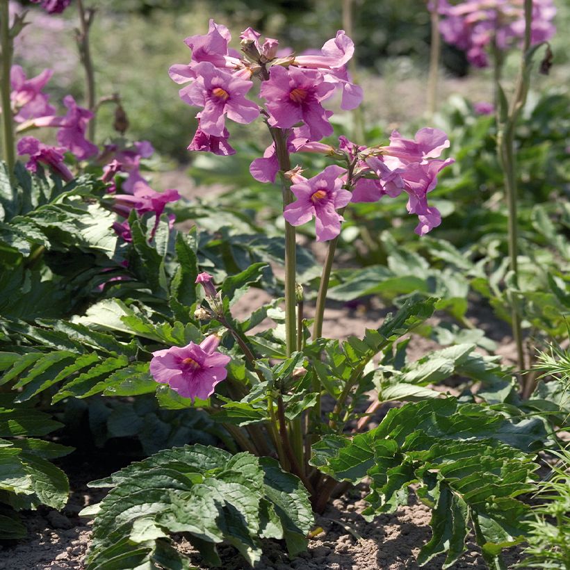 Incarvillea Delavayi Deli Rose (Samen) - Freilandgloxinie (Plant habit)
