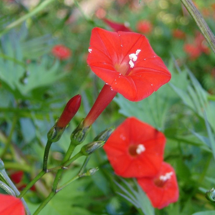 Ipomoea Cardinal Climber (Samen) - Prunkwinde (Flowering)