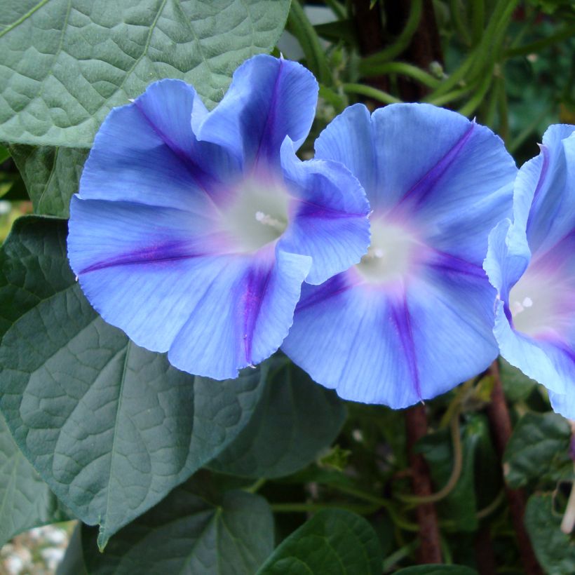 Ipomoea purpurea Dacapo Light Blue (Samen) - Prunkwinde (Flowering)
