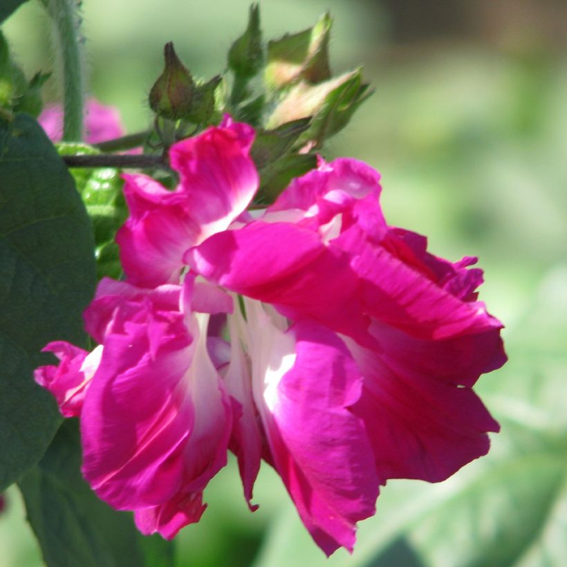 Ipomoea Sunrise Serenade (Samen) - Prunkwinde (Flowering)