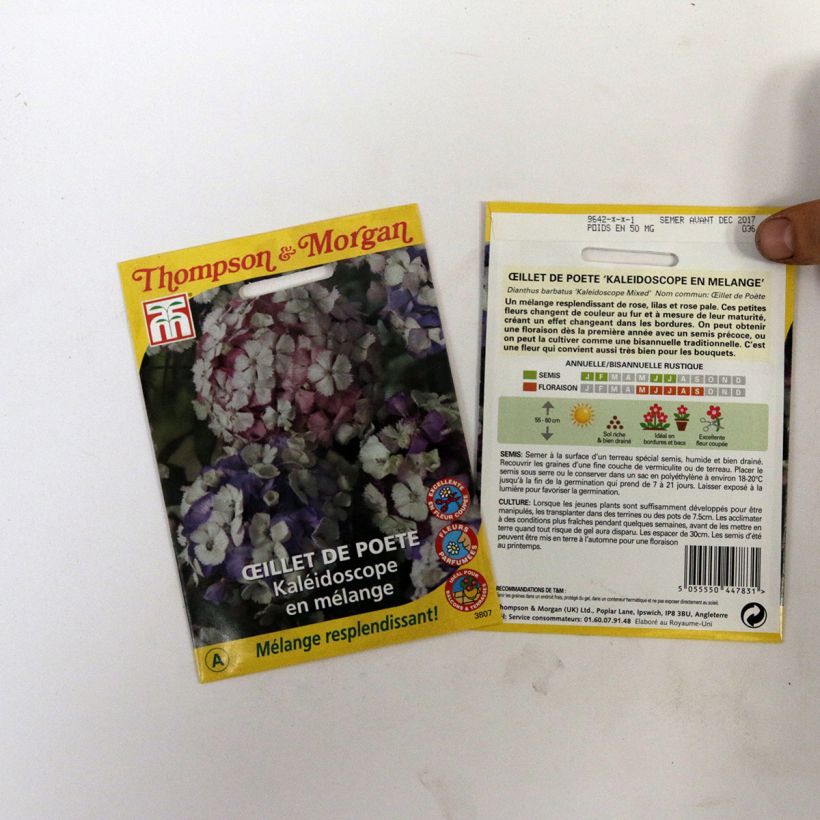 Example of Dianthus barbatus Kaleidoscope Mixed (Samen) - Bartnelke per pack of 40 seeds as you get