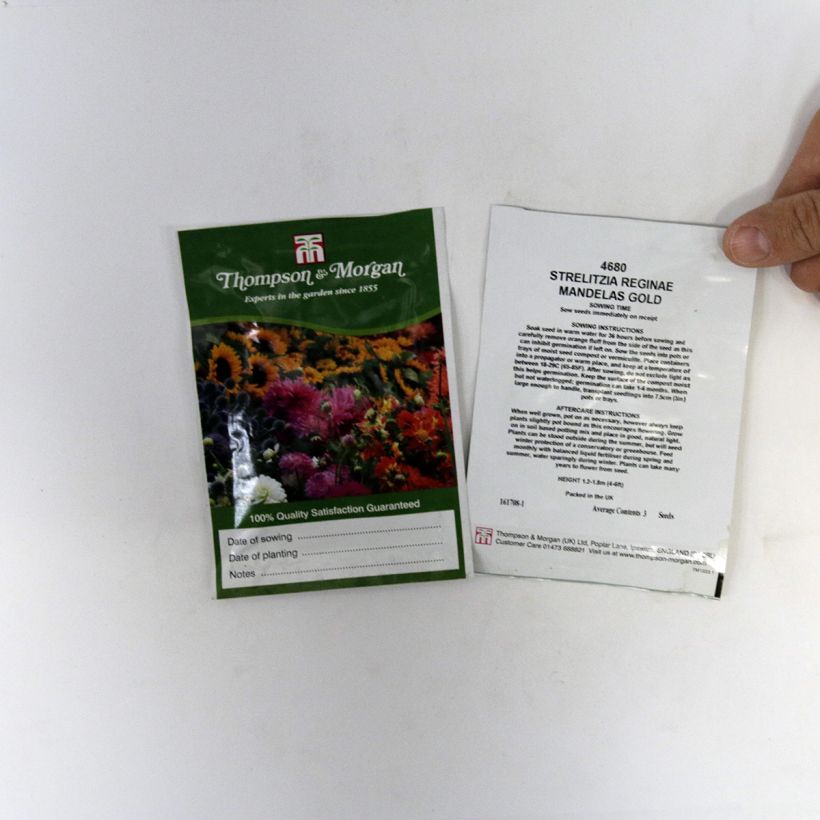 Example of Strelitzia reginae Mandela’s Gold (Samen) per pack of 3 seeds as you get