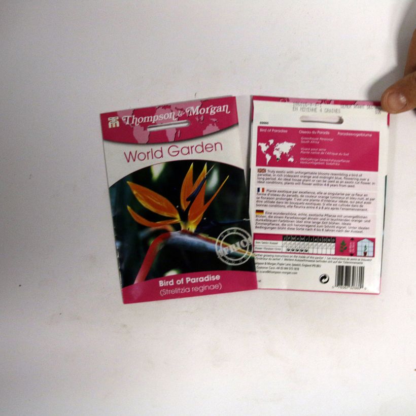 Example of Strelitzia reginae Humilis (Samen) per pack of 4 seeds as you get