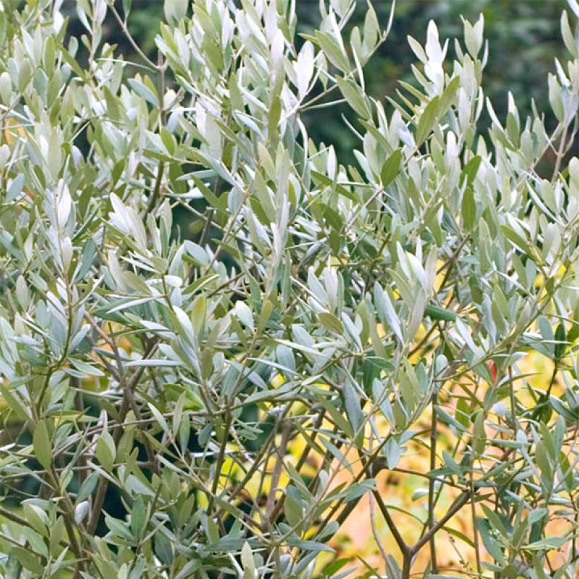 Ölbaum (Samen) - Olea europaea (Foliage)