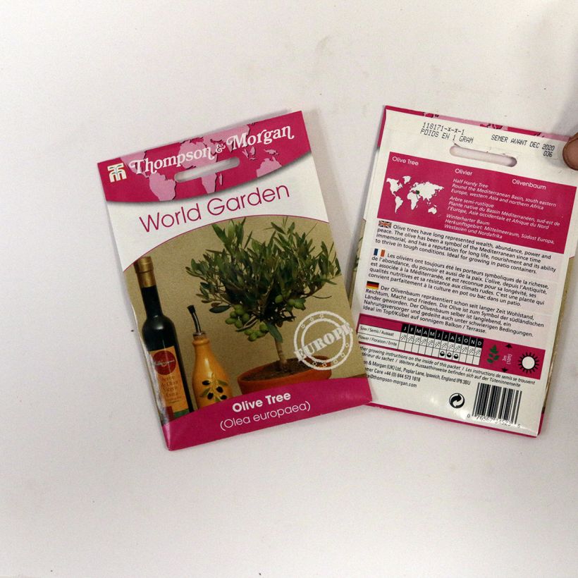 Example of Ölbaum (Samen) - Olea europaea per pack of 25 seeds as you get