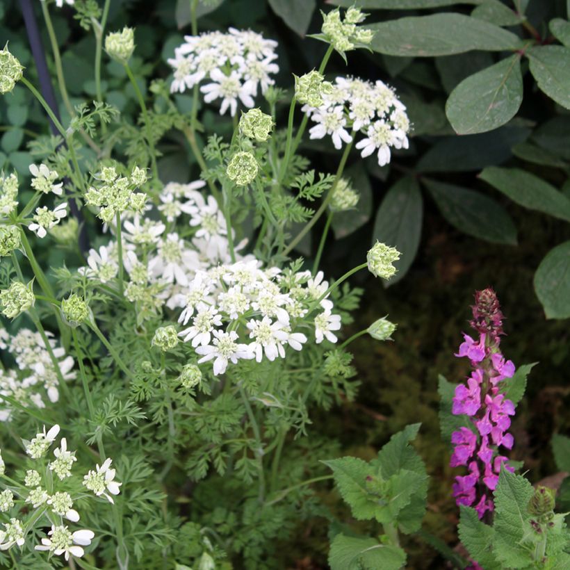 Orlaya grandiflora (Samen) - Strahlen-Breitsame (Plant habit)