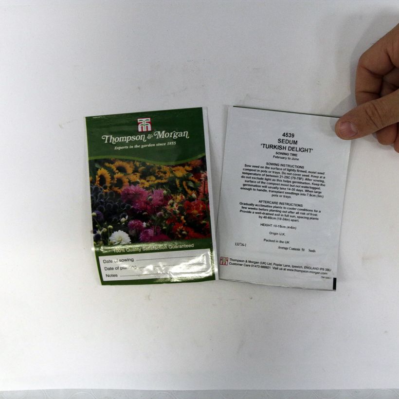 Example of Fetthenne Turkish Delight (Samen) - Sedum ussuriense per pack of 50 seeds as you get