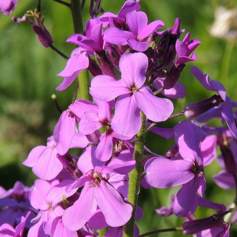 Gemeine Nachtviole - Hesperis matronalis (Samen) (Flowering)
