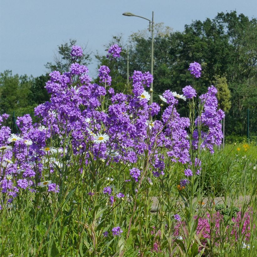 Gemeine Nachtviole - Hesperis matronalis (Samen) (Plant habit)