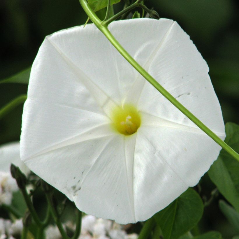 Ipomoea alba (Samen) - Mondwinde (Flowering)