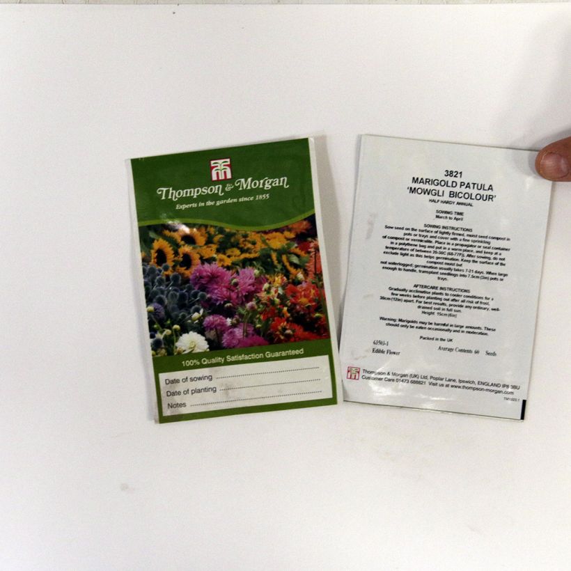 Example of Studentenblume Mowgli Bicolour per pack of 60 seeds as you get