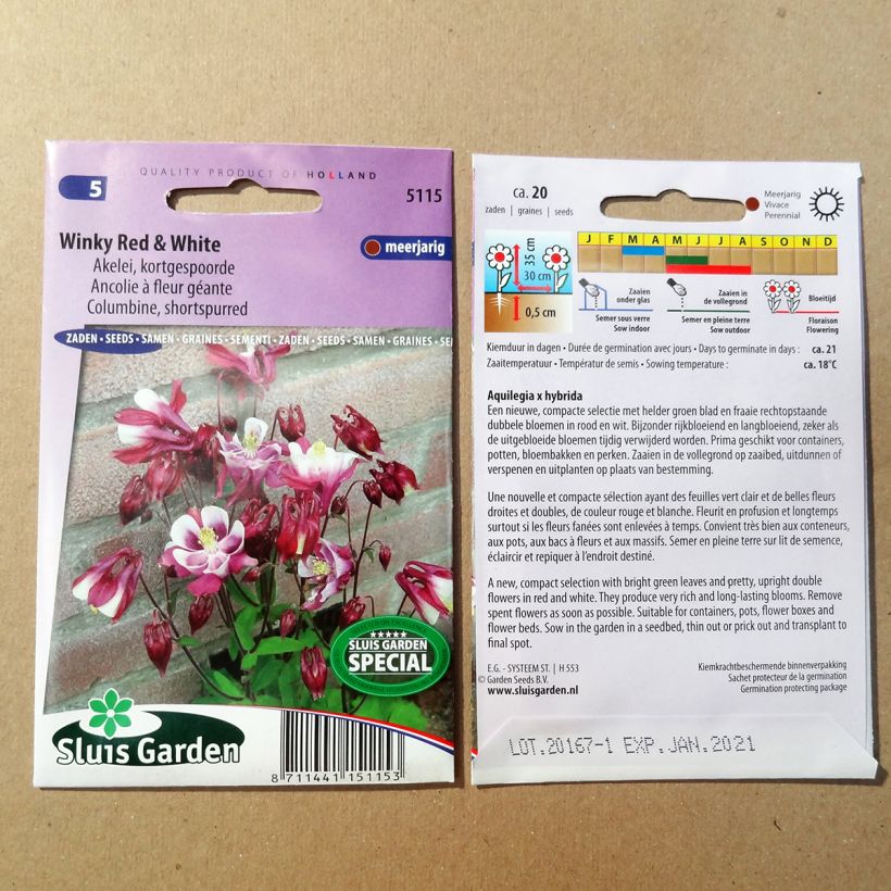 Example of Aquilegia Winky Red & White (Samen) - Garten-Akelei per pack of 20 seeds as you get