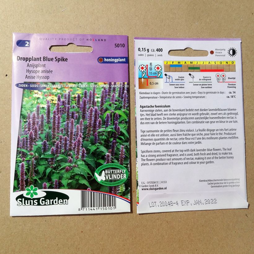 Example of Agastache foeniculum Blue Spike (Samen) - Duftnessel per 0.15 g seed pack as you get