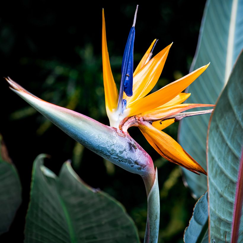 Strelitzia reginae Mandela’s Gold (Samen) (Flowering)