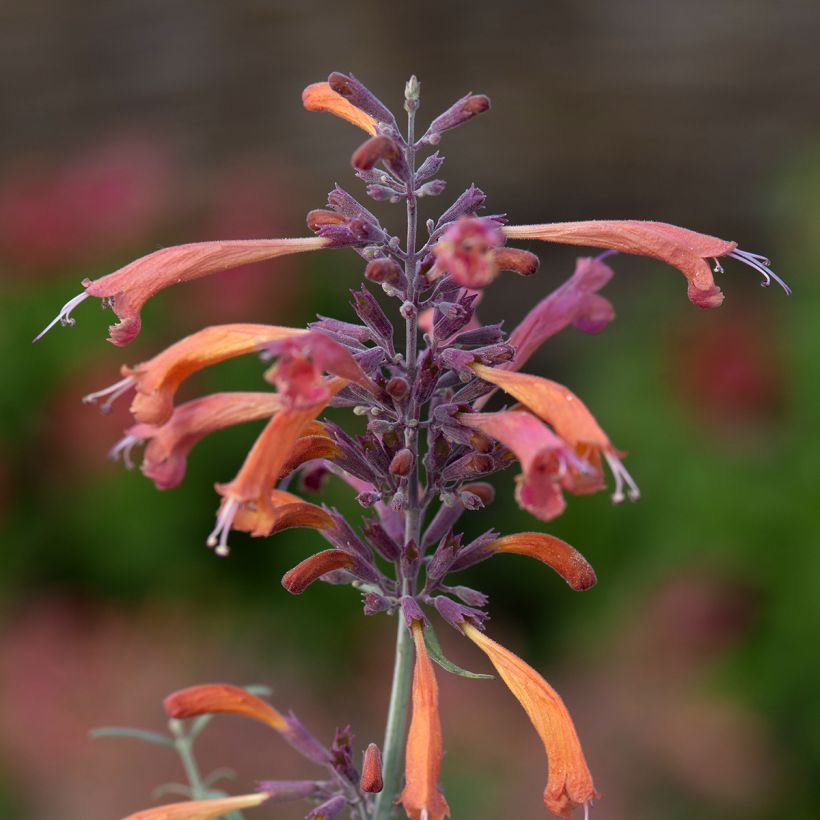 Agastache rupestris Apache Sunset - Duftnessel (Flowering)