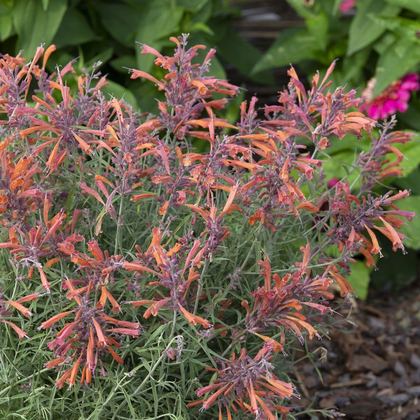 Agastache rupestris Apache Sunset - Duftnessel (Plant habit)