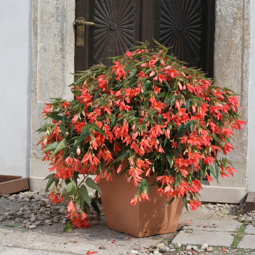 Begonie Copacabana F1 Salmon (Pillierte Samen) - Begonia boliviensis (Wuchs)