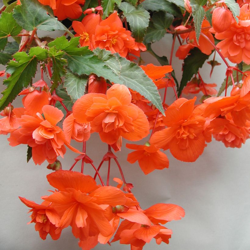 Begonie Chanson F1 Salmon (Pillierte Samen) - Begonia pendula (Blüte)